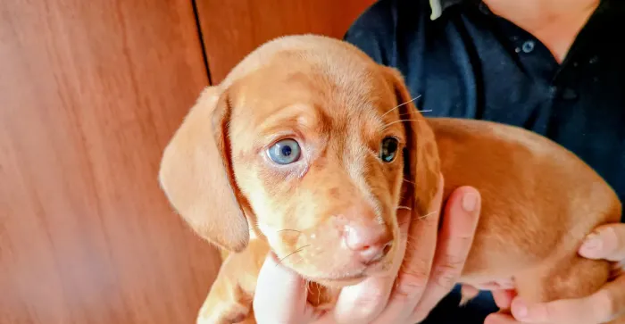 Vendo filhotes Basset arlequim