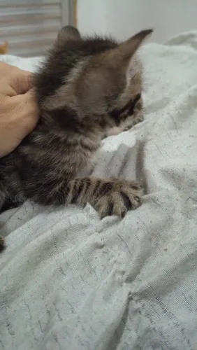 Doação de gatos