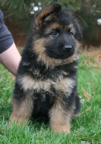 Cachorro filhote Pastor Alemão com excelente estrutura e saúde