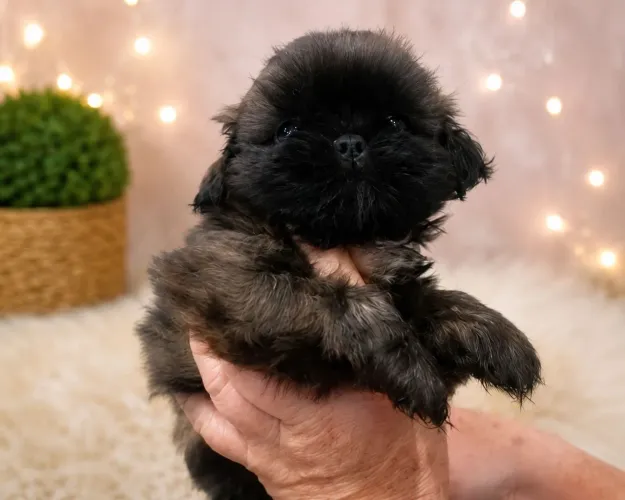 Lindos machinhos de shih-tzu 
