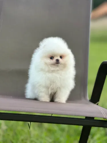 Temos SUPER PREMIUM , Lulu da Pomerânia Valor Inicial R$ 1900,00