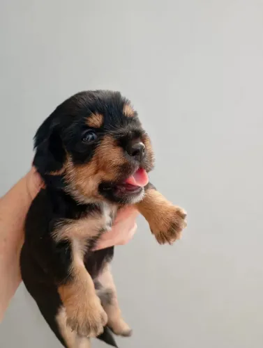 Cachorro yorkshire Macho