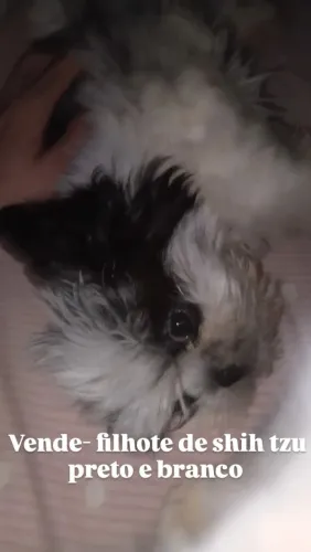 Vende se filhote shihtzu