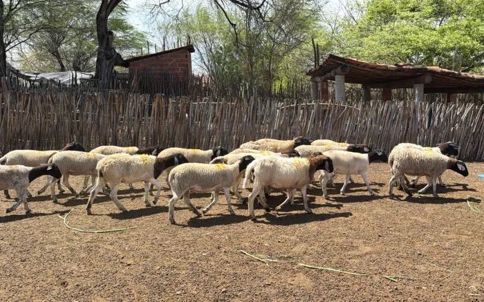 Dorper. Borregas dente de leite.