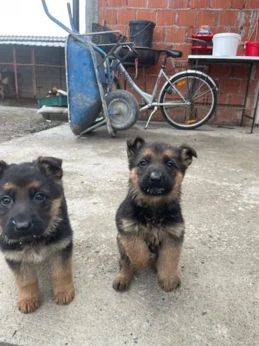 Pastor alemão Esse cachorrinho vai mudar seu dia para melhor