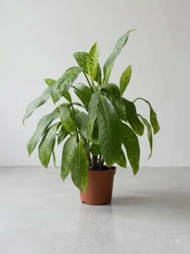 Planta variegata no vaso .
