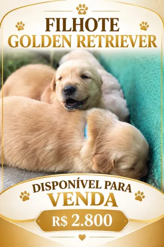 Filhotes de Golden Retriever
