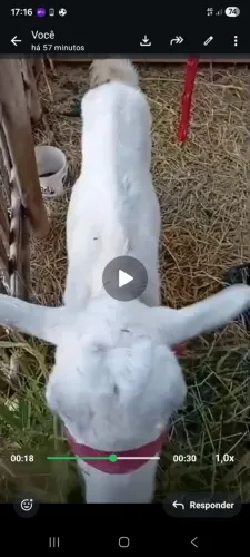 Cabras saanen 