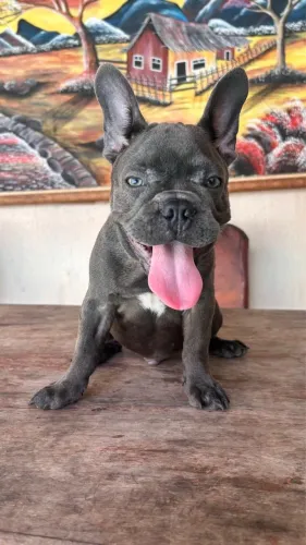 Filhote buldogue francês exótico (cinza)