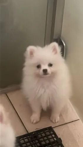 Spitz Alemão 