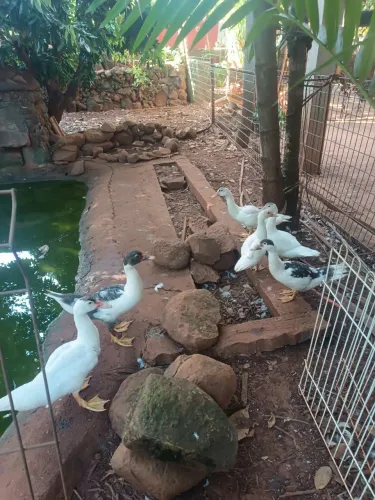 Patos jovens machos e fêmeas 