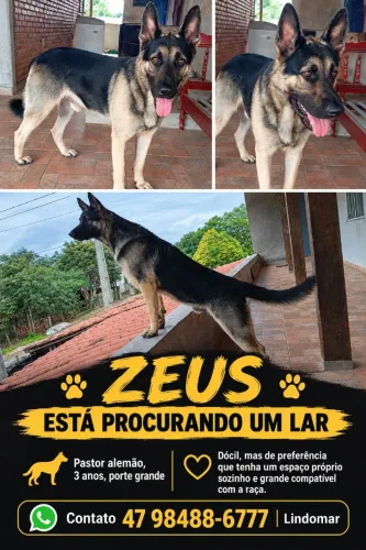 Doação Pastor Alemão