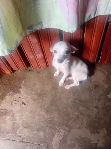 Fermea adulta 8 meses zero 