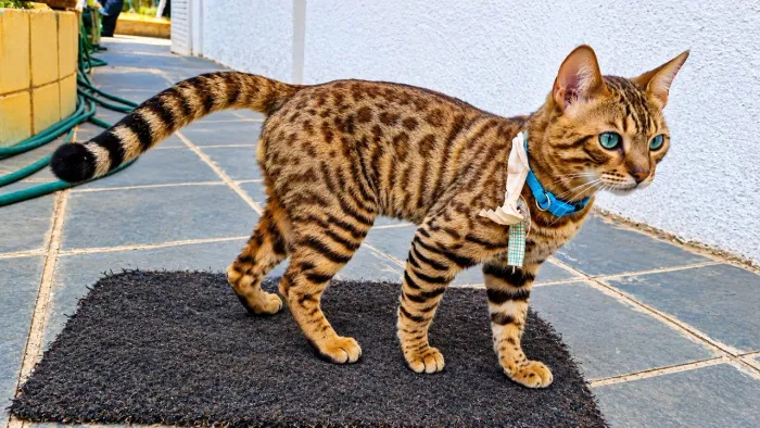 Bengal macho reprodutor