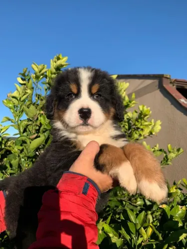 Filhote de bernese