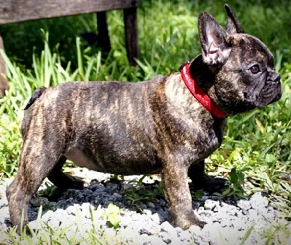 buldogue francês fêmea com pedigree 