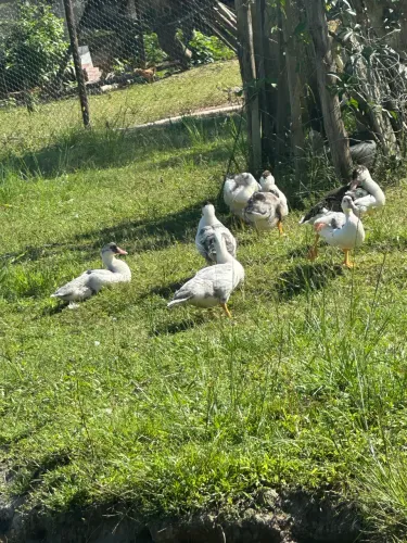 Pato