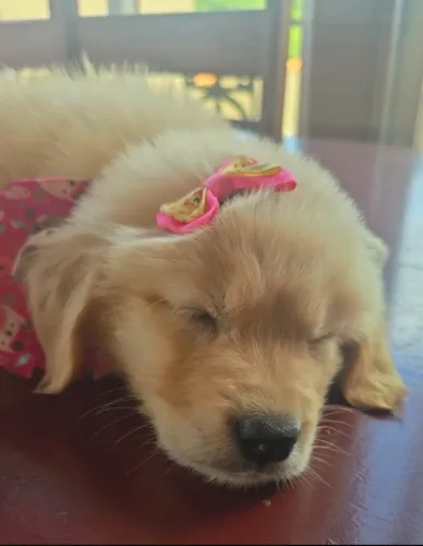 Filhotes de Golden Retriever (com Pedegree)