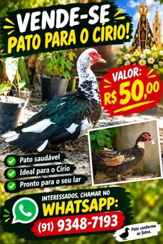 VENDA-SE PATO PARA O CIRIO