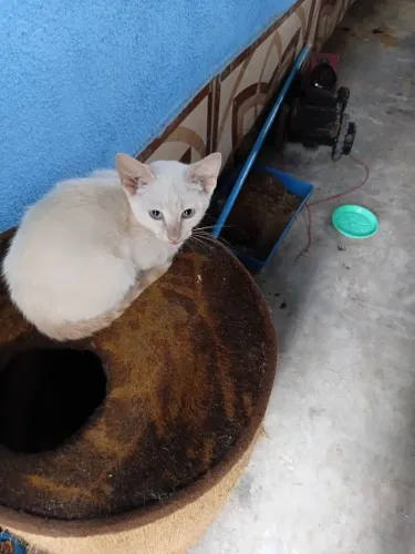 Gatinho