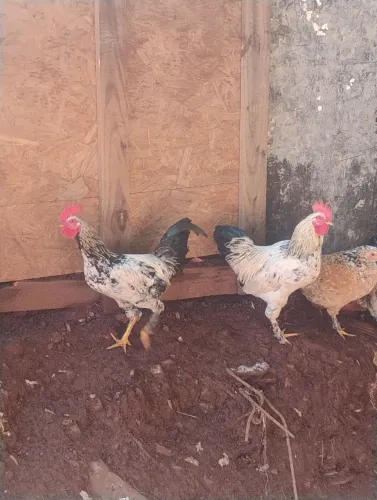Frangos