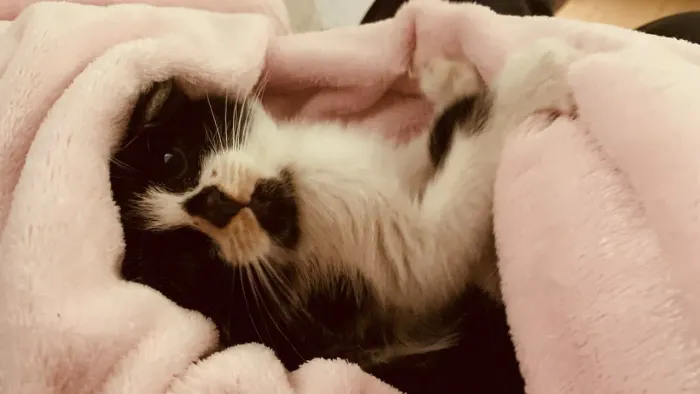 Estou doando esse gatinho