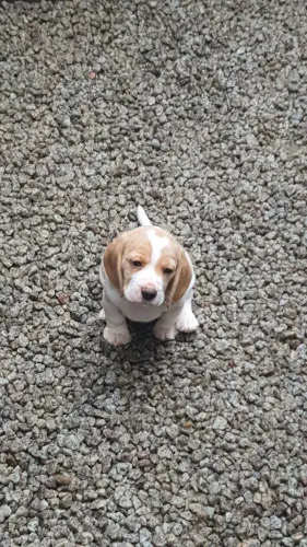 Filhotes de Beagles