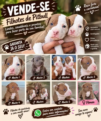 Vense-se filhotes de pit monster sem pedigree 600