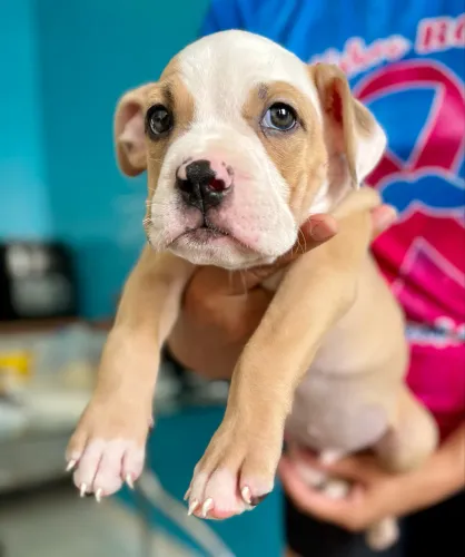 Cachorro filhote de American Bully