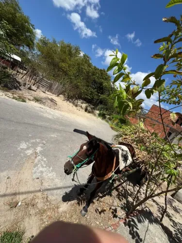 Égua mansa de sela e boa de carroça 