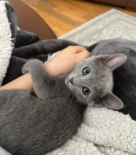 Russian blue filhotes nobres e elegantes