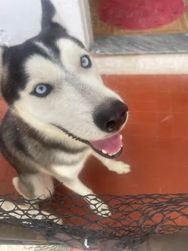 husky siberiano macho super docil 