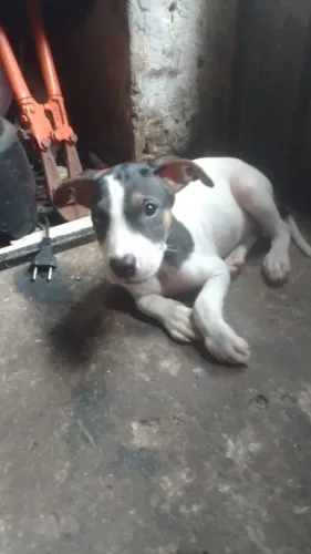 Doação de cachorro