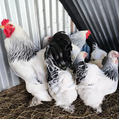 BRAHMA LIGHT Galos 