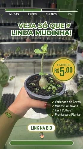 Rosa do Deserto