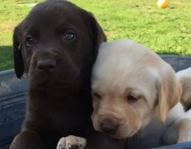 Labrador vacinado