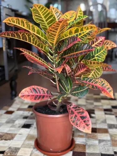 Croton
