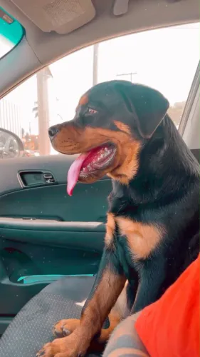 Rottweiler