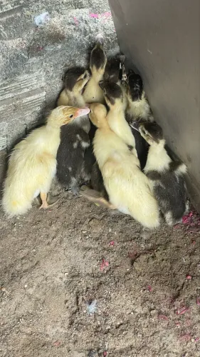 Pintinhos 