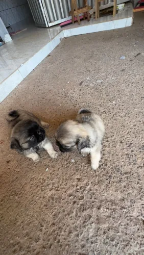 Filhotes de PUG macho
