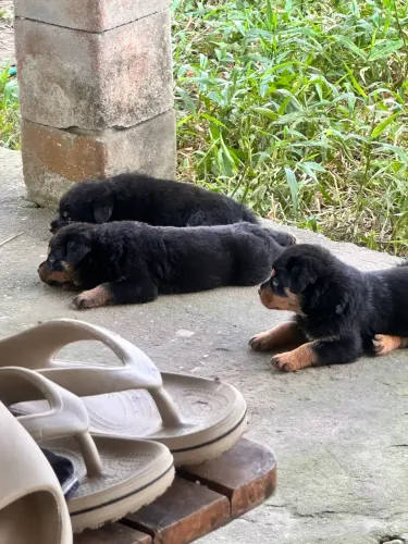 Filhotes de ROTTWEILLER