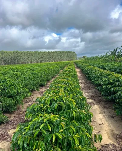 Fazenda a venda em Eunápolis