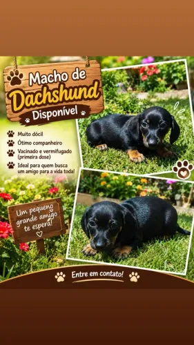 Dachshund Basset salsicha 