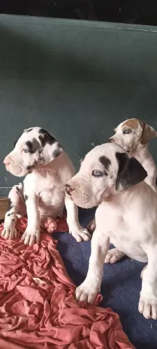 Filhotes de Dogue alemão 