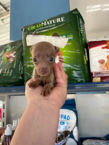 Pinscher macho miniatura $1.800,00
