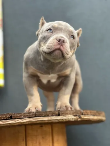 AMERICAN BULLY MICRO - FÊMEA