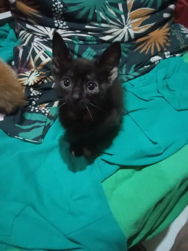Doação filhote gato