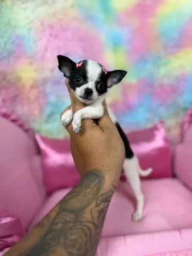Chihuahua fêmea de bolsa 