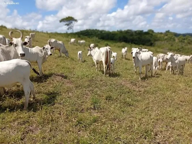 Fazenda para Venda em Mata de São João, Vargem Grande, 2 dormitórios, 1 suíte, 1 banheiro,