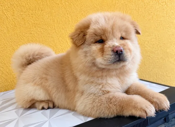 Filhote de Chow Chow macho